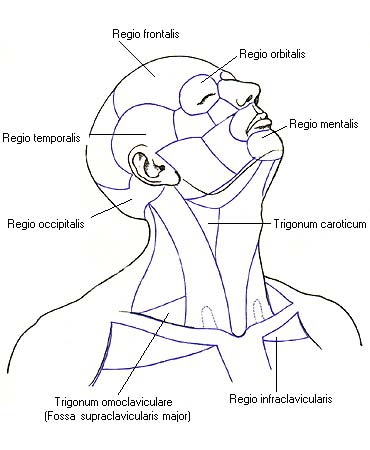 иллюстрация к разделу: Мышцы и фасции головы