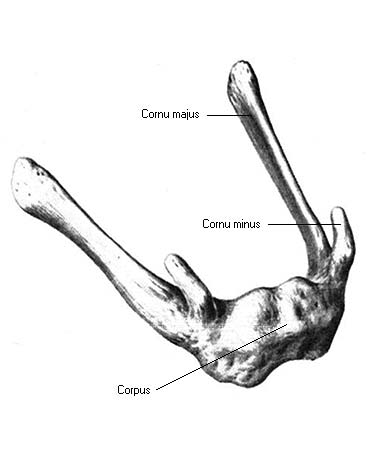 иллюстрация к разделу: Подъязычная кость