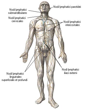 иллюстрация к разделу: Лимфатические сосуды и узлы грудной полости