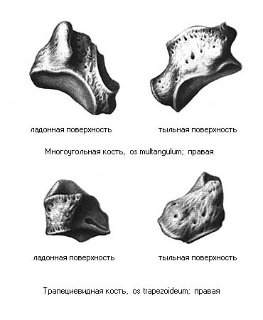 иллюстрация к разделу: Многоугольная кость