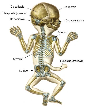 иллюстрация к разделу: Развитие и возрастные особенности костей нижней конечности
