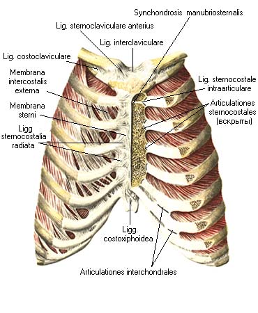 иллюстрация к разделу: Грудинно-реберные суставы