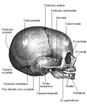 иллюстрация к разделу: Соединения костей головы