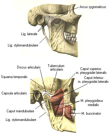 иллюстрация к разделу: Височно - нижнечелюстной сустав