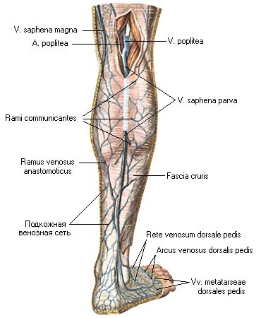 Vena saphena. Вена сафена Магна анатомия.
