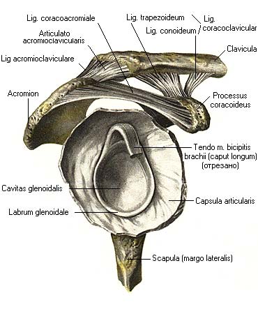 иллюстрация к разделу: Акромиально-ключичный сустав