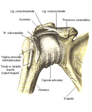 иллюстрация к разделу: Плечевой сустав