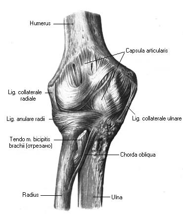 иллюстрация к разделу: Локтевой сустав