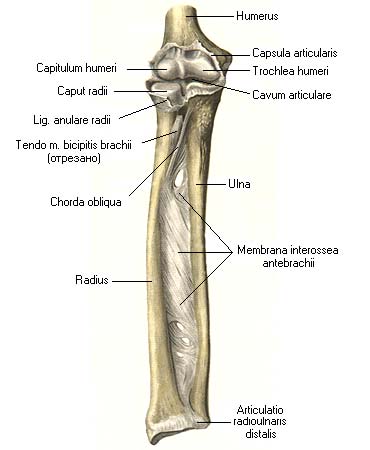 иллюстрация к разделу: Дистальный лучелоктевой сустав