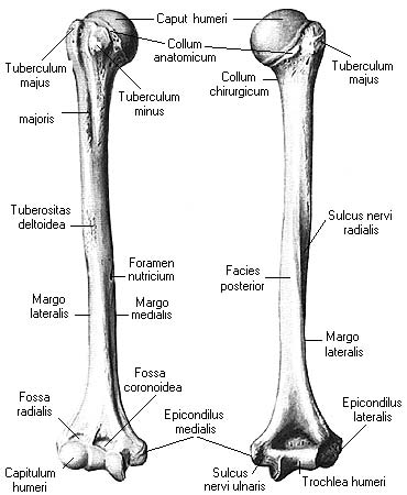 Плечевая кость латынь. Плечевая кость строение анатомия. Плечевая локтевая кость анатомия латынь. Плечевая кость анатомия Синельников. Лучевая кость кость анатомия Синельников.