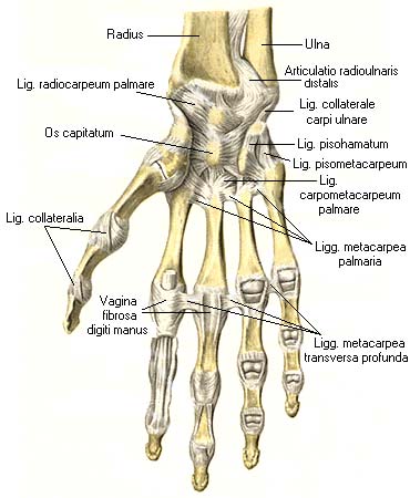 иллюстрация к разделу: Запястно-пястные суставы