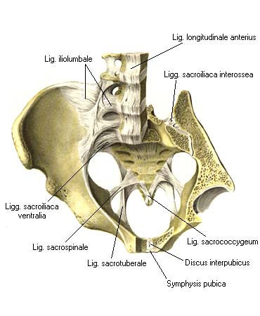 иллюстрация к разделу: Крестцово - подвздошный сустав