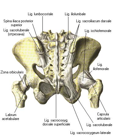 иллюстрация к разделу: Тазобедренный сустав