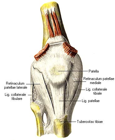 иллюстрация к разделу: Коленный сустав