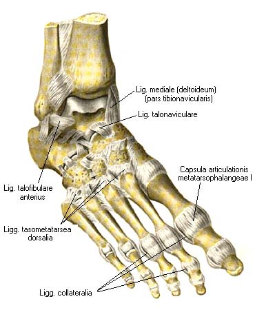 иллюстрация к разделу: Таранно - пяточно - ладьевидный сустав
