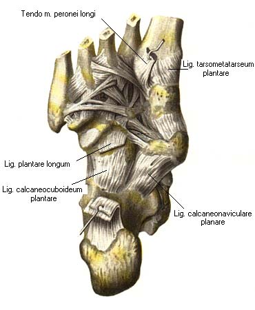 иллюстрация к разделу: Развитие и возрастные особенности соединения костей