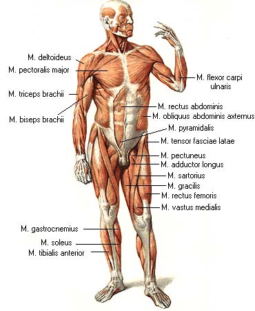 иллюстрация к разделу: Учение о мышцах