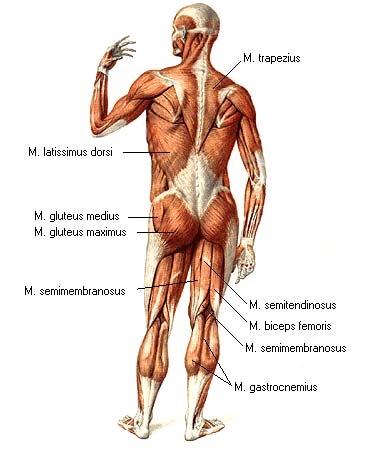 иллюстрация к разделу: Поверхностные мышцы спины