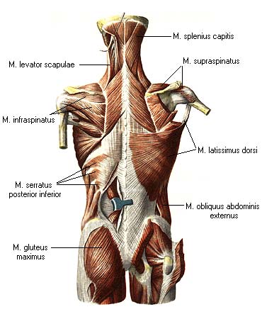 иллюстрация к разделу: Глубокие мышцы спины