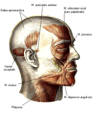 иллюстрация к разделу: Мышцы свода черепа