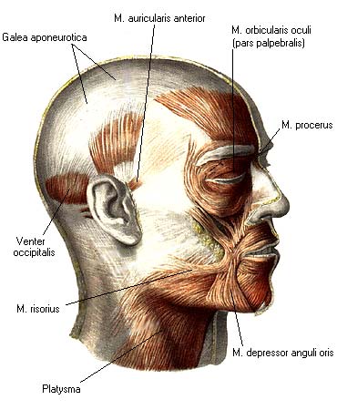 иллюстрация к разделу: Фасции головы