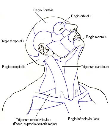иллюстрация к разделу: Области шеи