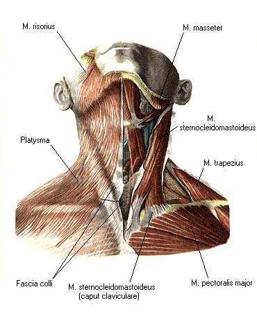 иллюстрация к разделу: Поверхностные мышцы шеи