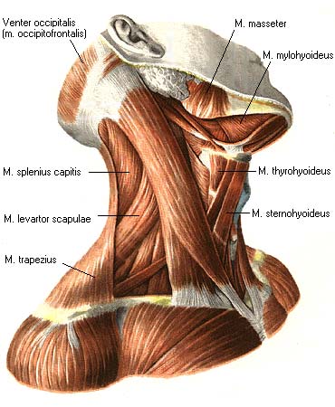иллюстрация к разделу: Боковая группа мышц