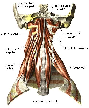 иллюстрация к разделу: Предпозвоночная группа мышц