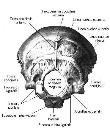 иллюстрация к разделу: Затылочная кость