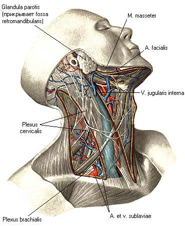 иллюстрация к разделу: Треугольники шеи