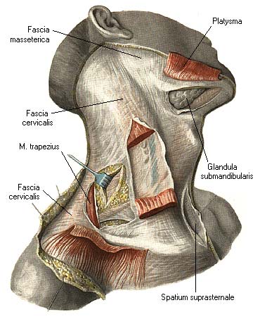иллюстрация к разделу: Фасции шеи