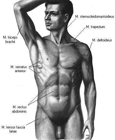 иллюстрация к разделу: Поверхностные мышцы груди