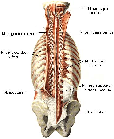 иллюстрация к разделу: Глубокие (собственные) мышцы груди