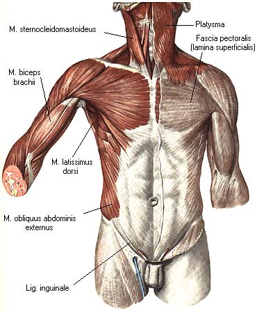иллюстрация к разделу: Мышцы боковой стенки живота