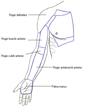 иллюстрация к разделу: Области верхней конечности