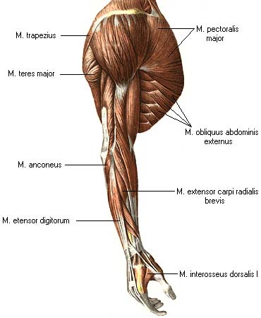 иллюстрация к разделу: Мышцы пояса верхней конечности
