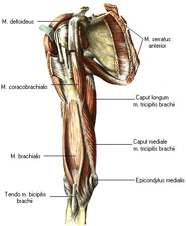 иллюстрация к разделу: Мышцы плеча