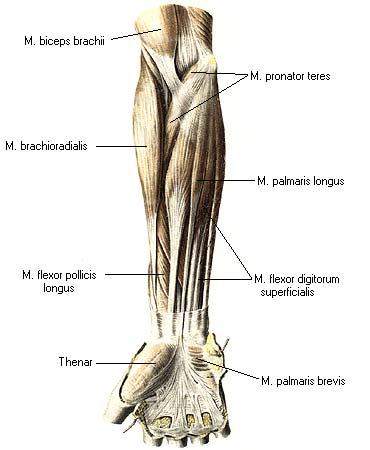 иллюстрация к разделу: Мышцы предплечья