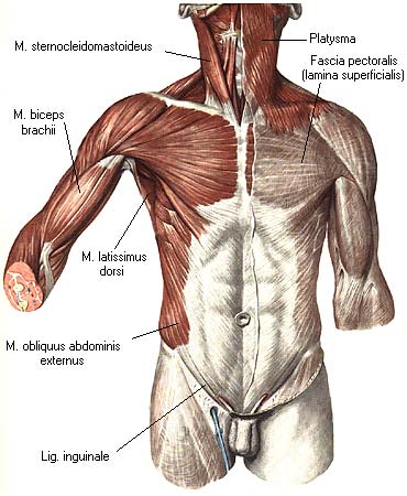иллюстрация к разделу: Фасции пояса верхней конечности