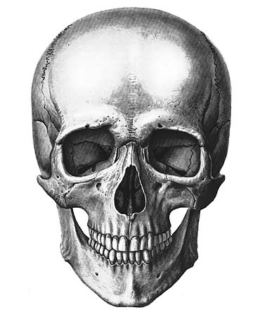 иллюстрация к разделу: Клиновидная кость
