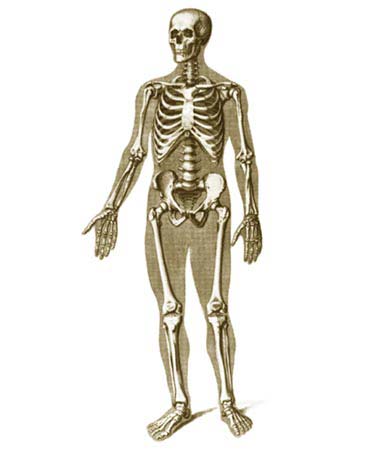 иллюстрация к разделу: Учение о костях