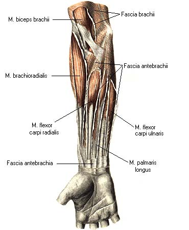 иллюстрация к разделу: Фасции предплечья