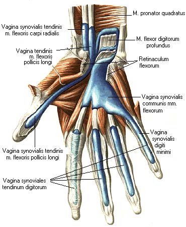 иллюстрация к разделу: Синовиальные влагалища сухожилий мышц на кисти