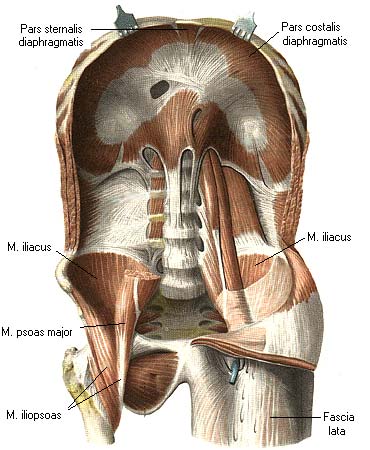иллюстрация к разделу: Мышцы таза