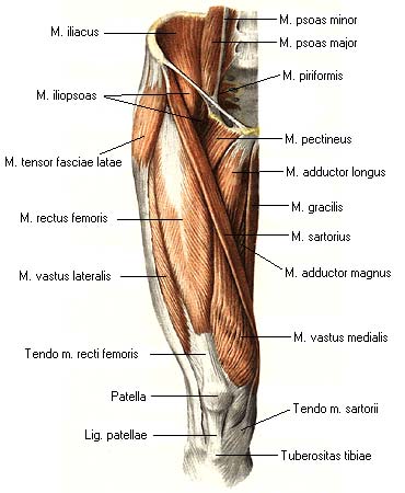 иллюстрация к разделу: Мышцы бедра