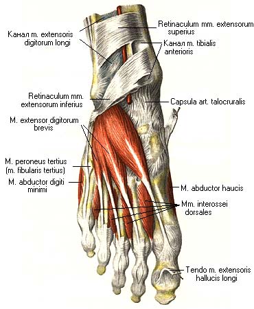 иллюстрация к разделу: Мышцы стопы