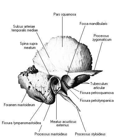 иллюстрация к разделу: Каналы и полости каменистой части височной кости