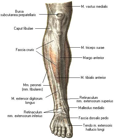 иллюстрация к разделу: Фасции голени