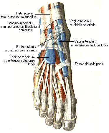 иллюстрация к разделу: Синовиальные влагалища сухожилий мышц на стопе